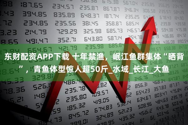 东财配资APP下载 十年禁渔，岷江鱼群集体“晒背”，青鱼体型惊人超50斤_水域_长江_大鱼
