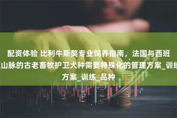 配资体验 比利牛斯獒专业饲养指南，法国与西班牙边境山脉的古老畜牧护卫犬种需要特殊化的管理方案_训练_品种