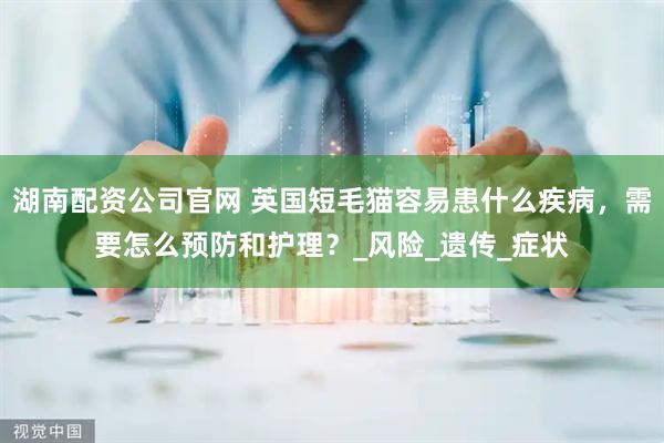 湖南配资公司官网 英国短毛猫容易患什么疾病，需要怎么预防和护理？_风险_遗传_症状